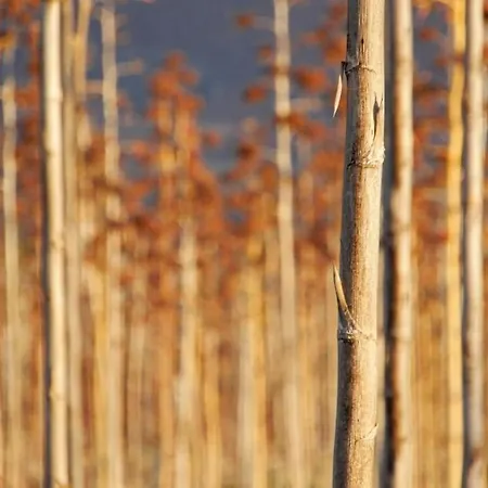 アパート Ad ラ・オリーバ