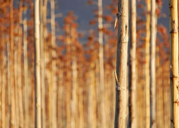 アパート Ad ラ・オリーバ